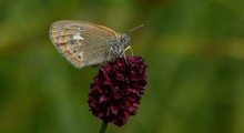 Coenonympha glycerion