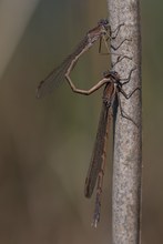 Ein seltsames Paar - Sibirische und Gemeine Winterlibelle?