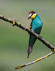 Mein Geburtstagsgeschenk