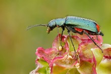 Zweifleckiger Zipfelkäfer (Malachius bipustulatus)