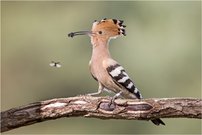 Fluginsekt