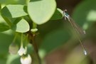 Europas kleinste Libellenart im Vergleich zur Blaubeerblüte