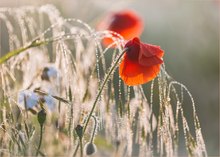 Mohn im Perlenschmuck