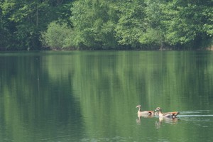 Nilgansfamilie im Grünen