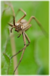 Im Blick der Spinne