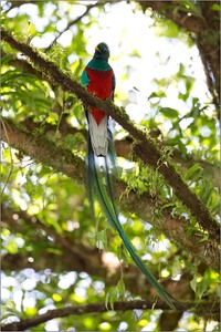 Resplendent Quetzal