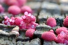 Blutmilchpilz