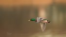 Flugzeit
