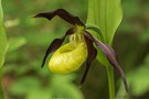 Frauenschuh Cypripedium calceolus