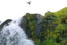 Wasserfall mit Tauben