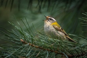 Singendes Sommergoldhähnchen