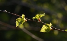 Frühlingserwachen in Finnland