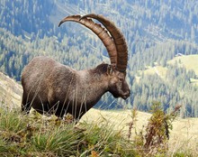 Alpensteinbock