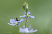 veronica persica mit Untermieter