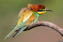 Merops apiaster..