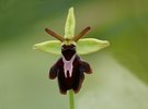 Ophrys - Hybrid