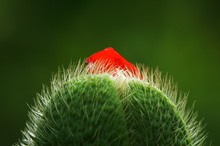 Mohn- Protuberanzen