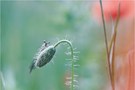 Federlibelle im Mohn