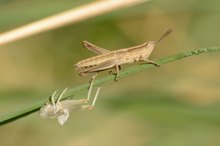 Frisch geschlüpfte Heuschreckenlarve