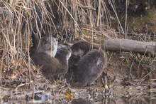 Fischotterfamilie