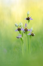 Ophrys apifera