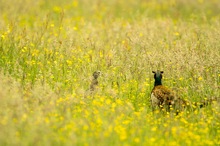 Versteckspiel in der Wiese