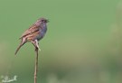 Die Heckenbraunelle (Prunella modularis)