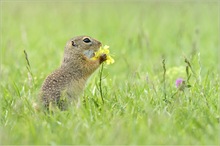 *..auch gelbe Blümchen schmecken...*