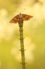 Wegerich-Scheckenfalter im Abendgegenlicht