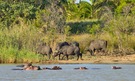 Afrikanische Büffel und Hippos