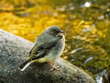 Gebirgsstelzen-Jungvogel