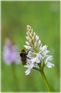 Hummel