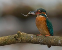 Eisvogel mit Fisch