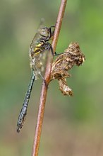 Falkenlibelle