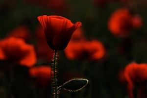 Klatsch-Mohn