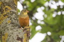 Ortolan