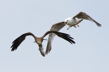 Jagdszene aus Oberbayern