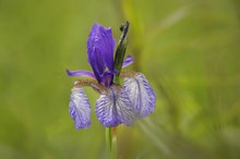 Iris Sibirica