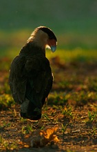 Schopfkarakara (Caracara plancus)