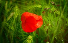 Mohn