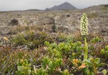 Auch in Island gibt es Orchideen