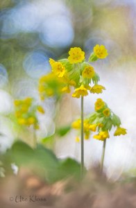 Wiesenschlüsselblume