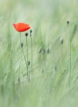 Mohn