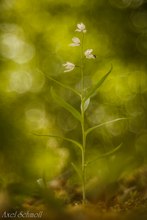 Longifolia