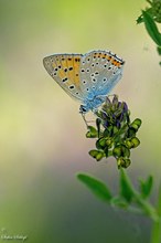 Violetter Feuerfalter - Lycaena alciphron