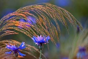 Sinnbild der Sehnsucht...