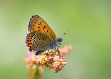 Blauschillernder Feuerfalter auf Ampfer