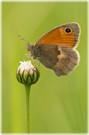 Kleines Wiesenvögelchen (Coenonympha pamphilus)