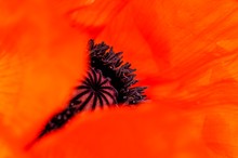 Mohn