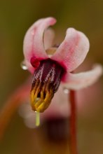 heimische Moosbeere (Vaccinium erythrocarpum)